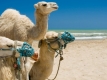 All inclusive vakantie Tunesië